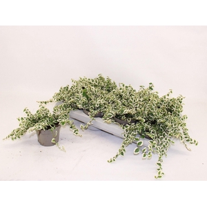Ficus pumila Belle Sunny