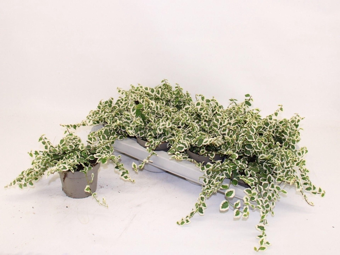 <h4>Ficus pumila Belle Sunny</h4>
