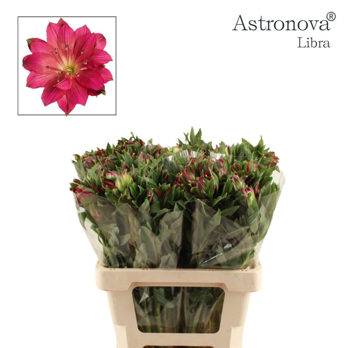 <h4>Alstroemeria Astronova Libra</h4>