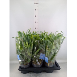 Phlebodium aureum 'Blue Star'