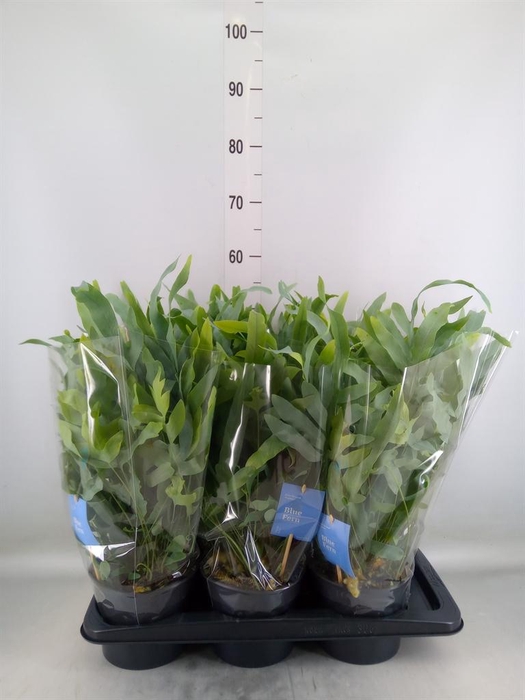 <h4>Phlebodium aureum 'Blue Star'</h4>