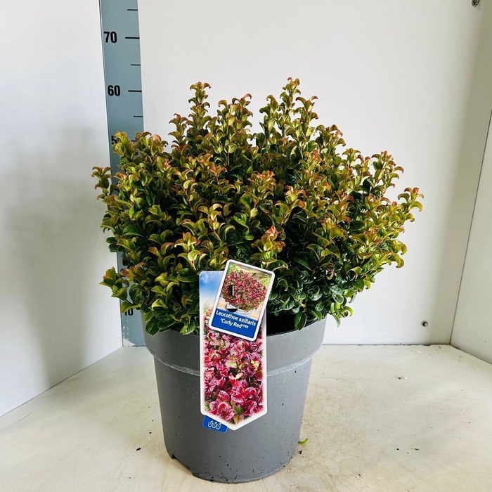 <h4>Leucothoe axillaris Curly Red</h4>