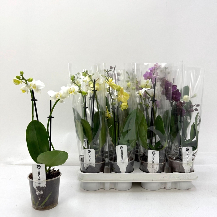 <h4>PHAL GEM nice A2</h4>