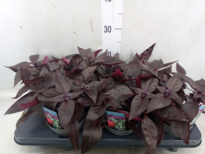 <h4>Iresine herbstii 'Rich Darkstar'</h4>