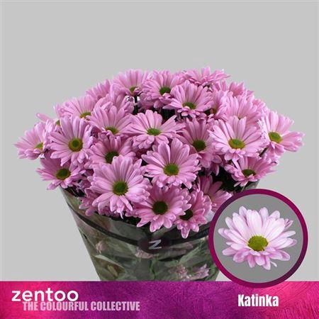 <h4>Chr T Katinka</h4>