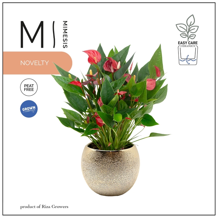 <h4>Mimesis Anthurium KARMA Million - Bubbly gold</h4>