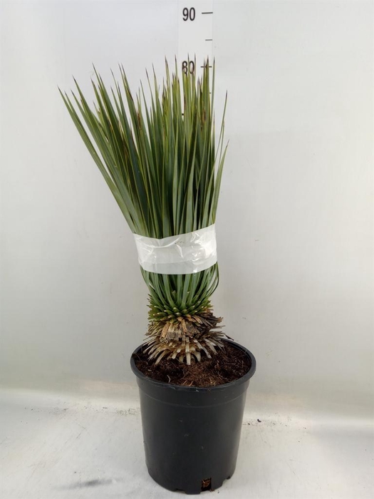 <h4>Yucca rostrata</h4>