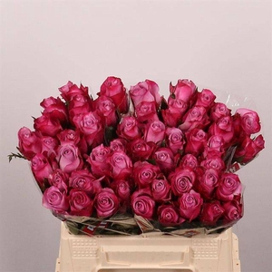 Rosa large deep purple