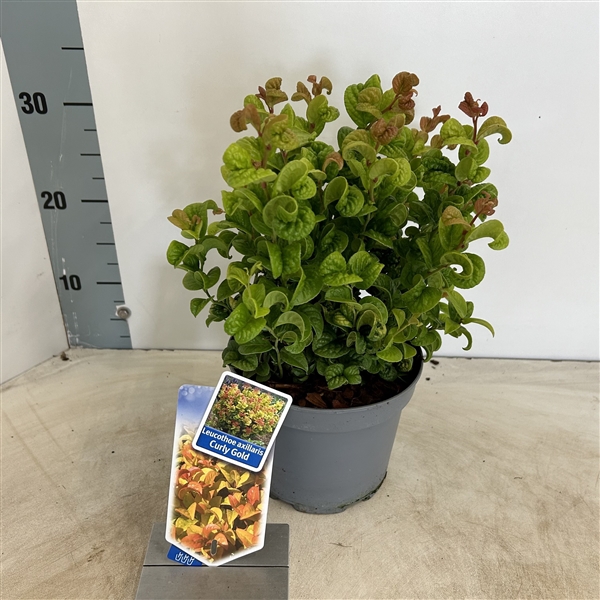 <h4>Leucothoe axillaris ‘Curly Gold’ PBR</h4>