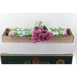 Di St Boheme Box