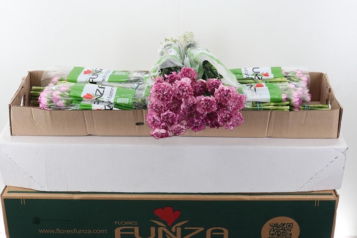 <h4>Di St Boheme Box</h4>