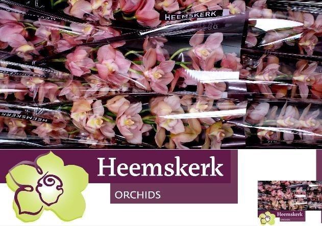 <h4>CYMB T SALM DELIGHT</h4>