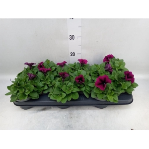 Petunia   ...