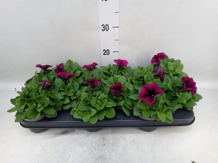 <h4>Petunia ...</h4>