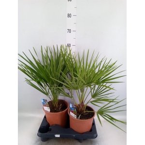 Chamaerops humilis