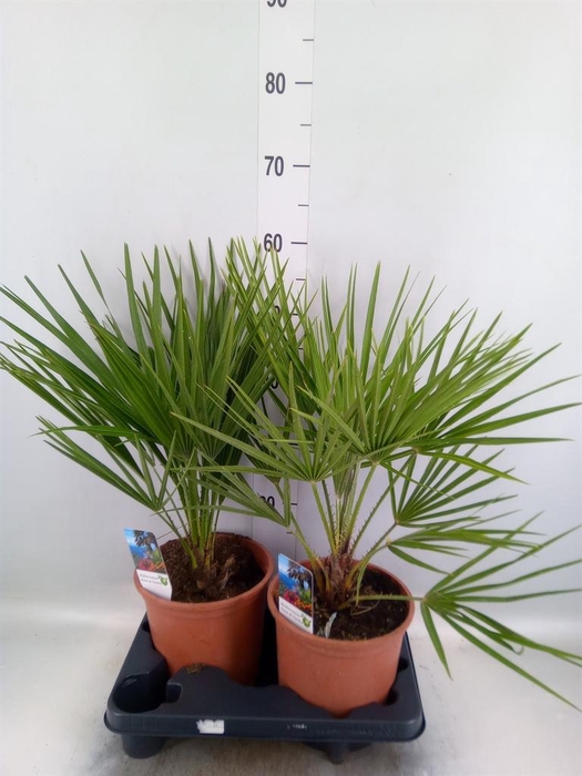 <h4>Chamaerops humilis</h4>