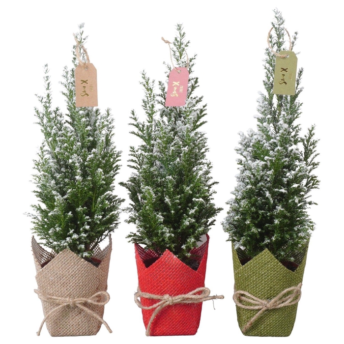 <h4>PTK25126 Ellwoodii met sneeuw in jute mix met decoratie</h4>