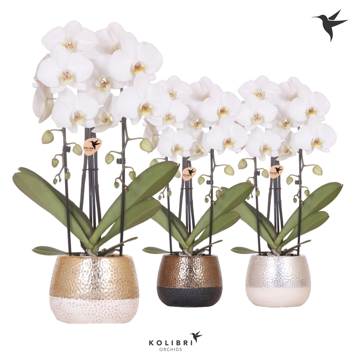 <h4>Kolibri Orchids Cascade Niagara Fall white 2 spike in Elite pot mix</h4>