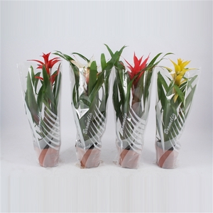 Guzmania gemengd in grijs/witte sierhoes