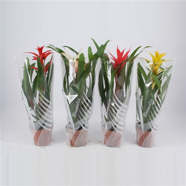 <h4>Guzmania gemengd in grijs/witte sierhoes</h4>