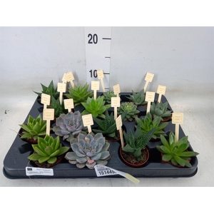 Succulents   ...mix 4