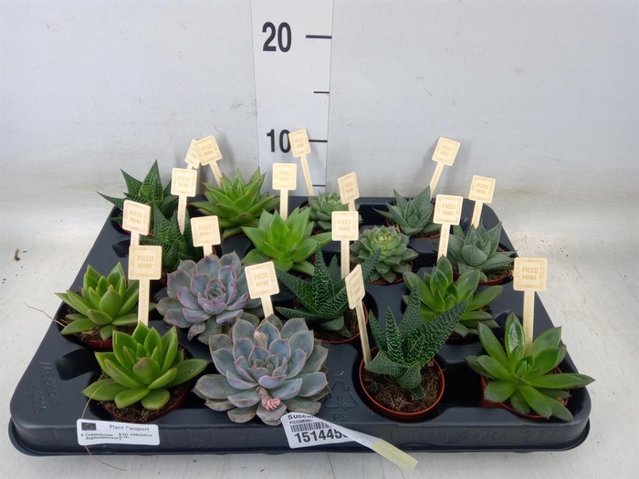 <h4>Succulents   ...mix 4</h4>
