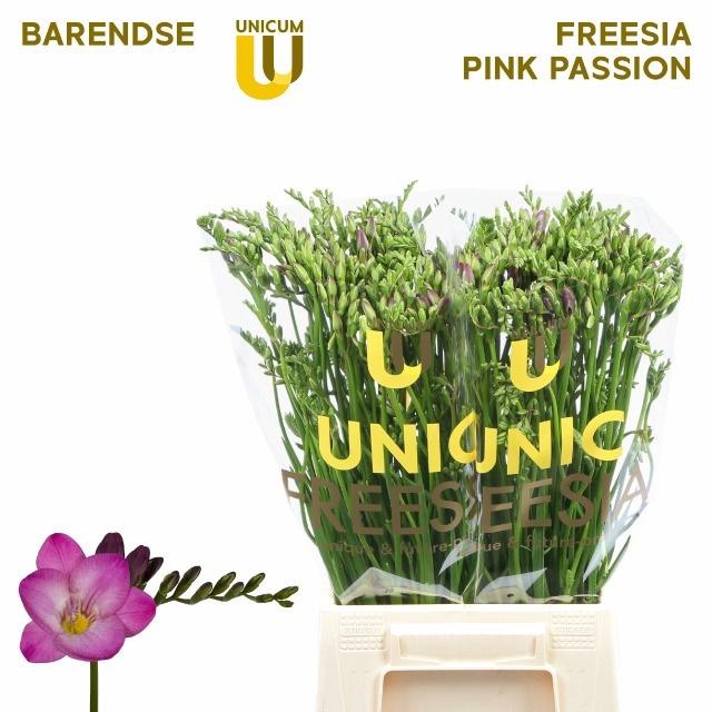 <h4>FR EN PINK PASSION</h4>