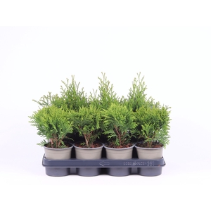 Thuja overig geel