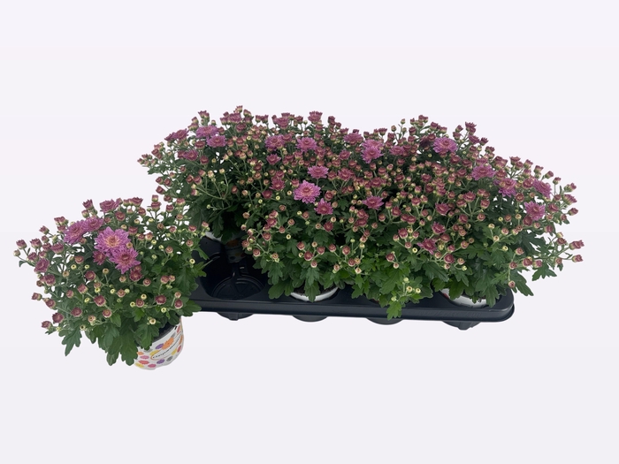 <h4>CHRY PARAD PINK</h4>