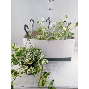 Epipremnum pinn. 'NJoy'