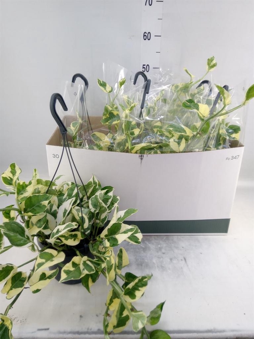 <h4>Epipremnum pinn. 'NJoy'</h4>