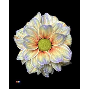 Chr T Kennedy Cameleon