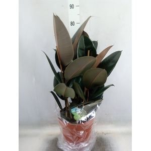 Ficus elastica 'Abidjan'