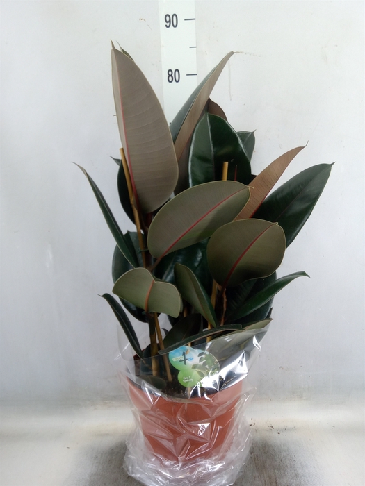 <h4>Ficus elastica 'Abidjan'</h4>