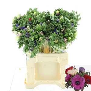 ANEM CO GALIL PASTEL