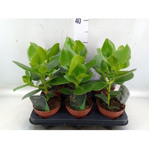 Clusia rosea 'Princess'