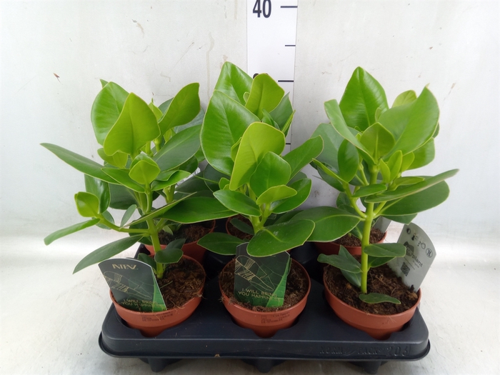 <h4>Clusia rosea 'Princess'</h4>