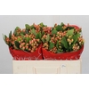 Hypericum Mellow Romance