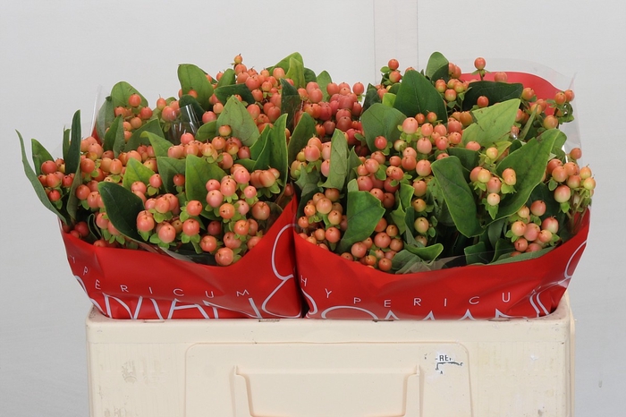 Hypericum Mellow Romance