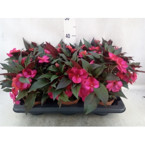 Impatiens NG 'Tamarinda Purpl Bico'