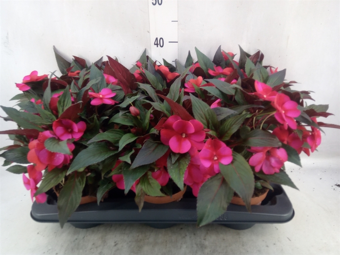 <h4>Impatiens NG 'Tamarinda Purpl Bico'</h4>