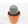Parodia scopa
