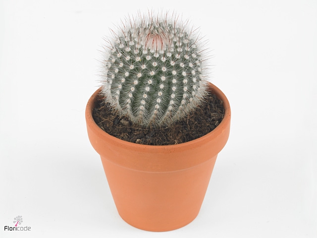 Parodia scopa