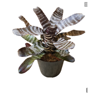 AECHMEA CHANTINI BLACK P17