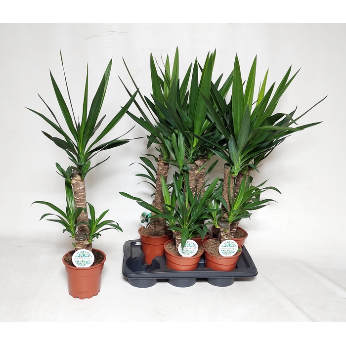 <h4>YUCCA</h4>