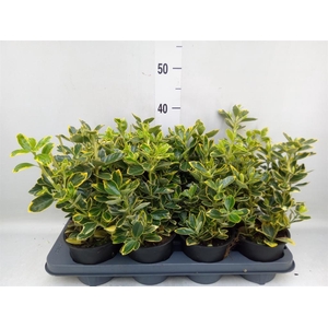 Euonymus japon. 'Ovatus Aureus'