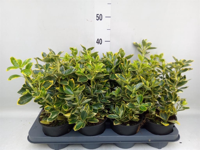 <h4>Euonymus japon. 'Ovatus Aureus'</h4>