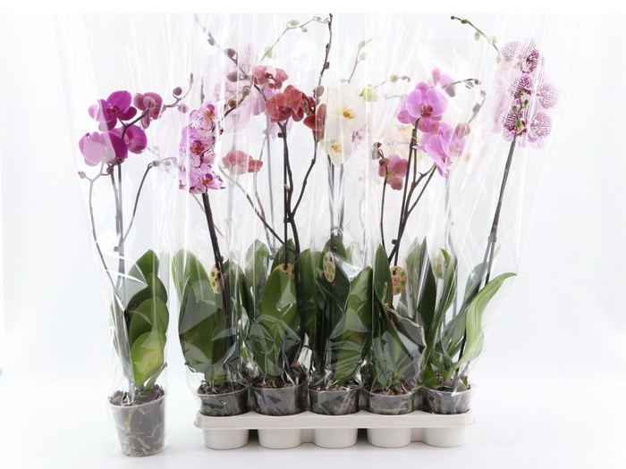 <h4>PHAL GEM 7 KL</h4>