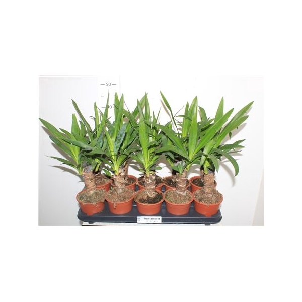 <h4>Yucca 20cm 2+ Meerkop</h4>