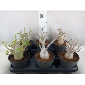 Adenium NB 'Ansu Baobab'